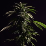 Effect van wiet op de hersenen